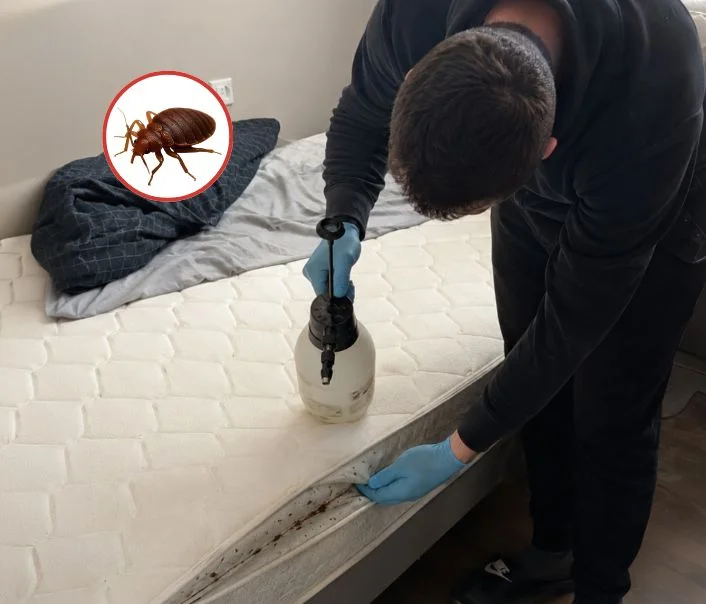 Technicien traitant un matelas contre les punaises de lit à Jouarre